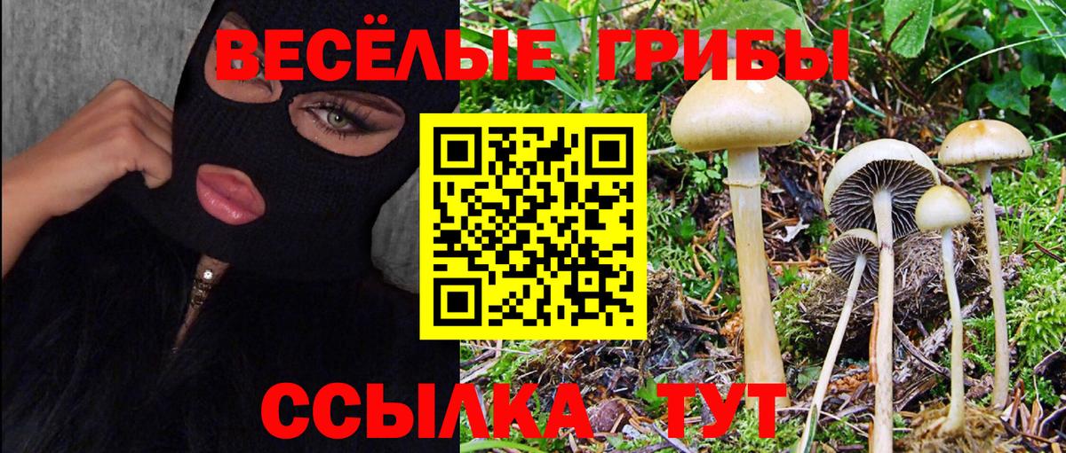 Псилоцибиновые грибы Cubensis Новодвинск